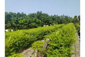 公墓，去世后的宁静乐土